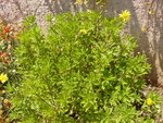 vignette euryops chrysanthemoides