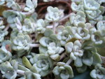vignette Sedum spathulifolium 'Cape blanco'