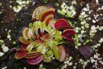 vignette Dionaea muscipula