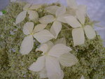 vignette Hydrangea macrophylla 'Pengwyn'
