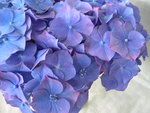 vignette Hydrangea macrophylla 'Queen Elizabeth'