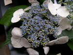 vignette Hydrangea macrophylla 'Veitchii'