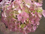 vignette Hydrangea macrophylla 'Vespa'