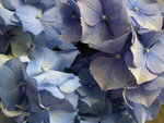 vignette Hydrangea macrophylla 'W. J. Hepburn'