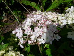 vignette Hydrangea macrophylla 'Woodworth White'