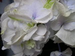 vignette Hydrangea macrophylla 'Taika Yae'