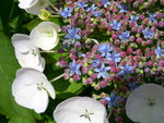 vignette Hydrangea macrophylla 'Dove'