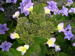 vignette Hydrangea macrophylla 'Etoile Violette'