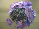vignette Hydrangea macrophylla 'Tambour Major'