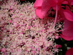 vignette Hydrangea macrophylla 'Twilight'