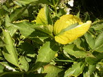 vignette Hydrangea macrophylla 'Tricolor'