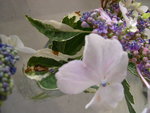 vignette Hydrangea macrophylla 'Tricolor'