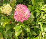 vignette Hydrangea macrophylla 'Tovelit'