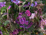 vignette Hydrangea macrophylla 'Rotdrossel'
