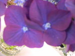 vignette Hydrangea macrophylla 'Rotkehlchen'