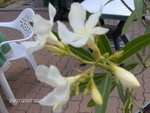 vignette laurier blanc (fleur )