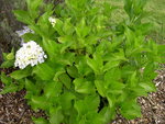 vignette Hydrangea macrophylla 'Sir Joseph Banks'
