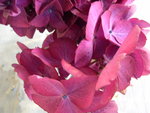 vignette Hydrangea macrophylla 'Sonntagskind'