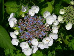 vignette Hydrangea macrophylla 'Hermine'