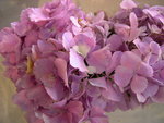 vignette Hydrangea macrophylla 'Mrs Kumiko' = ASKA