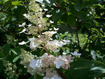 vignette Hydrangea  Paniculata fleur