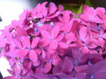 vignette Hydrangea macrophylla 'Pink Elf'