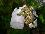 vignette Hydrangea macrophylla 'Takao'