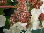 vignette Hydrangea quercifolia