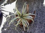 vignette Tillandsia 4b