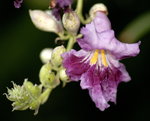vignette Chilopsis linearis (fleur)