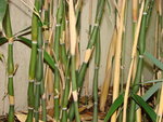 vignette Bambou Pseudosasa japonica Tsutsumiana