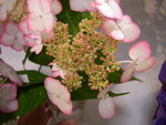 vignette Hydrangea serrata 'Kiyosumi'