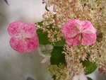 vignette Hydrangea serrata 'Kiyosumi'