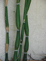 vignette Bambou  Pseudosasa japonica Tsutsumiana