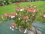 vignette Hydrangea serrata 'Kiyosumisawa'