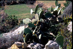 vignette Opuntia Ficus-Indica  (Crete)