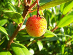 vignette Arbousier (fruit)