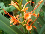 vignette Hedychium coccineum - fleurs