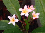vignette fleurs frangipanier