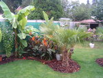 vignette jardin 77 (hibiscus ,bananier musa sapporo, etc )