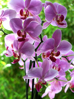 vignette Phalaenopsis  
