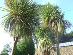 vignette cordyline australis