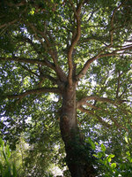 vignette Quercus  Robur (Chêne)