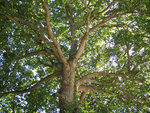 vignette Quercus Robur ( Chne )