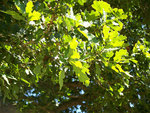 vignette Quercus Robur  ( Feuilles )