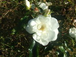vignette rose blanche (mra)