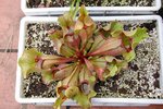vignette Sarracenia purpurea subsp venosa