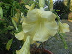 vignette fleur de brugmansia aurea