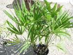 vignette Palmier excelsa ou trachycarpus fortunéi