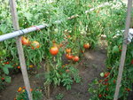 vignette Plants de tomates 